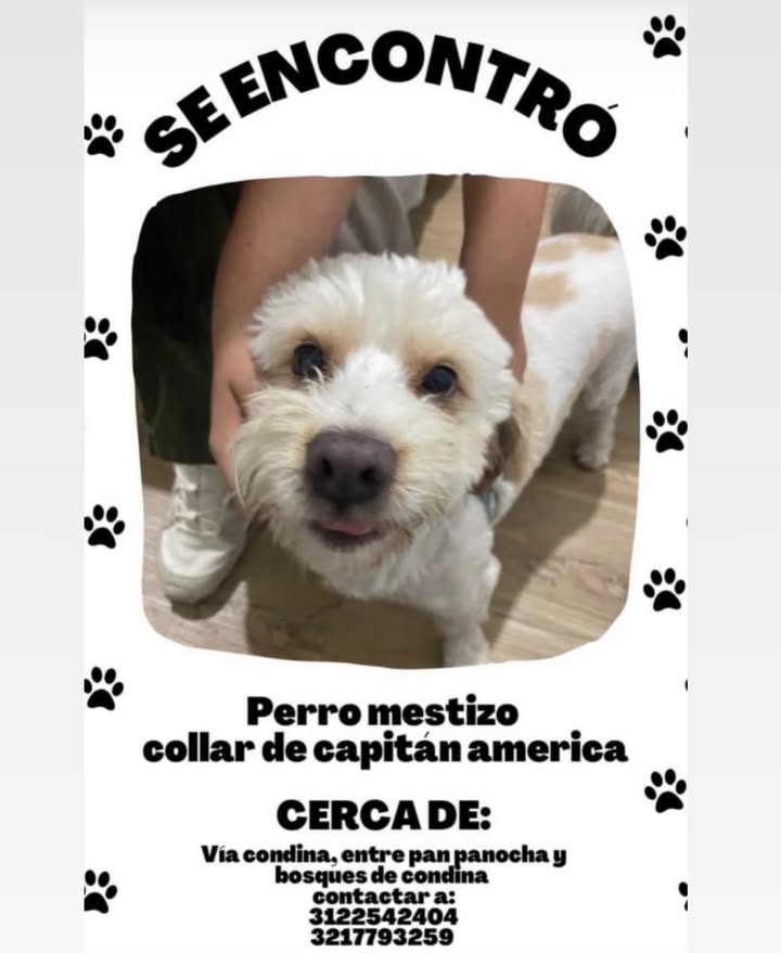 Perro mestizo encontrado cerca de la panadería y bosques de candina 