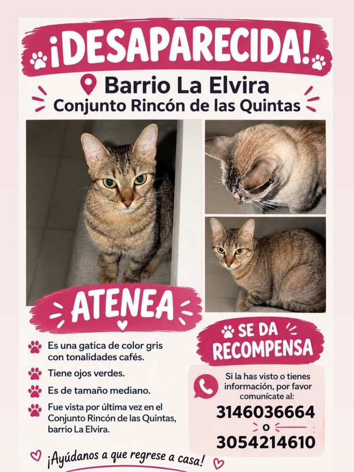 Gata ATENEA desaparecida en Pereira, Risaralda 