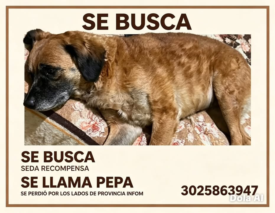 Se busca perra llamada Pepa en Pereira 