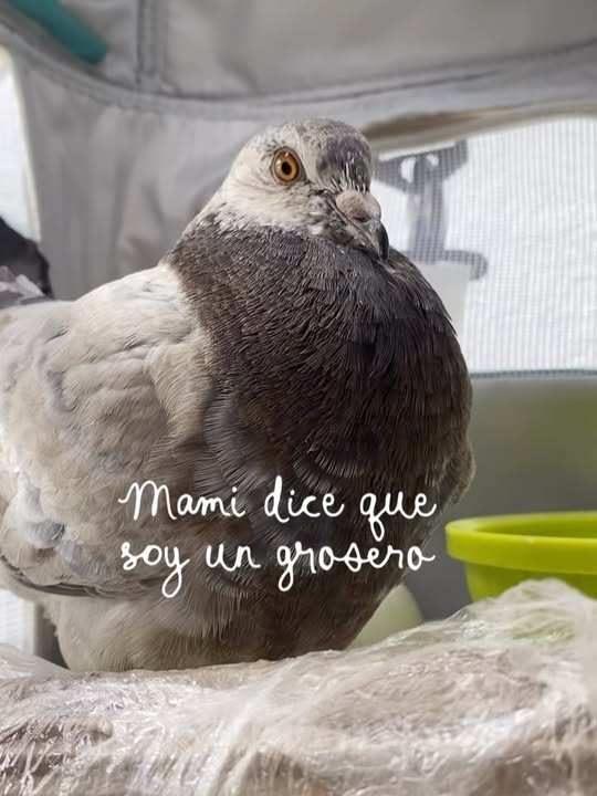 Adopción de Paloma Rescatada: Enriqueto Busca Hogar 