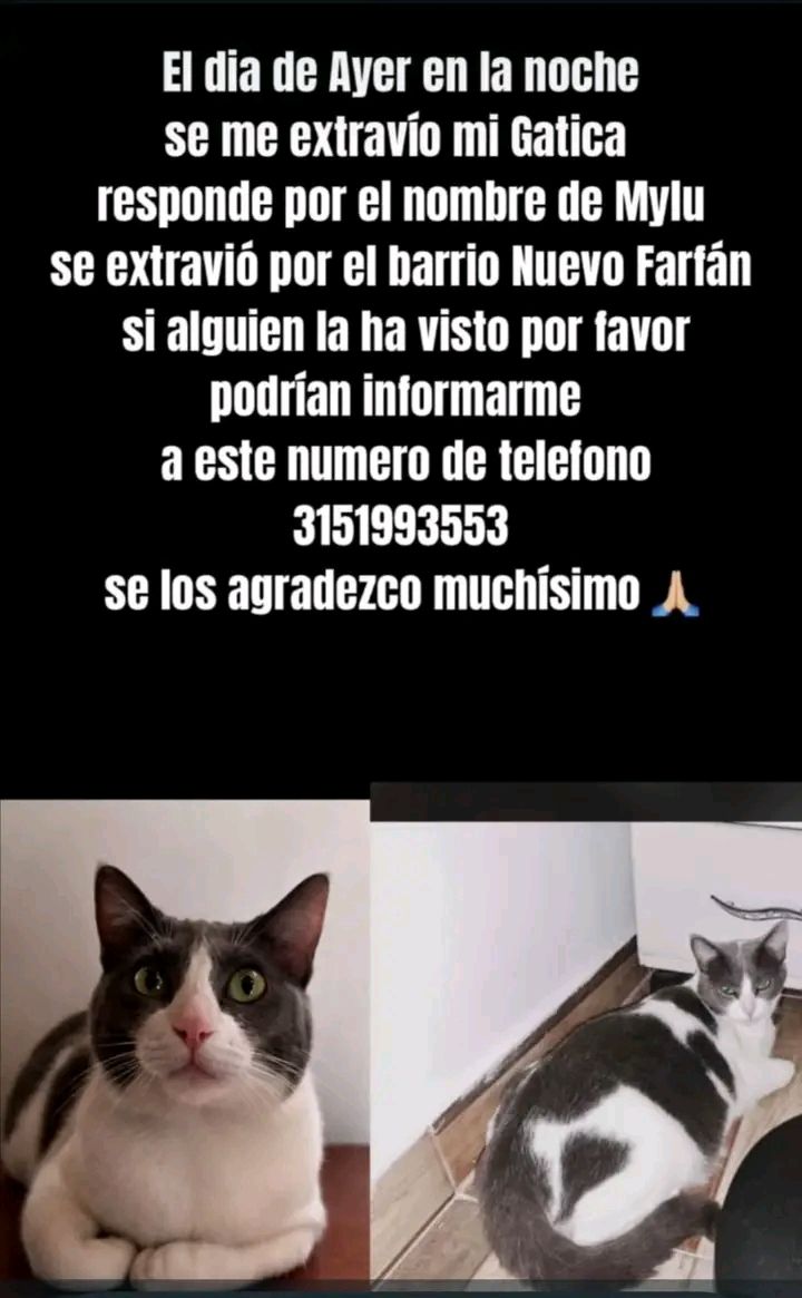 Gatica perdida en Tuluá 