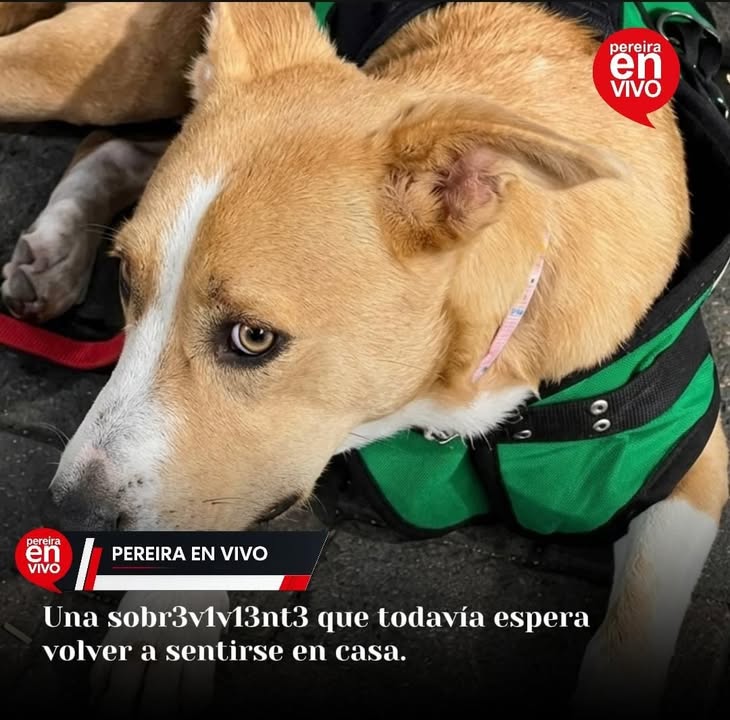 Perrita sobreviviente de terremoto en Pereira busca hogar 