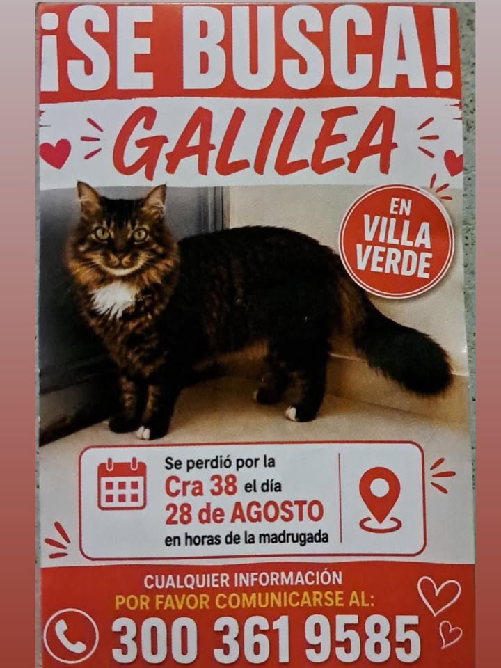 Gata perdida Galilea en Pereira 