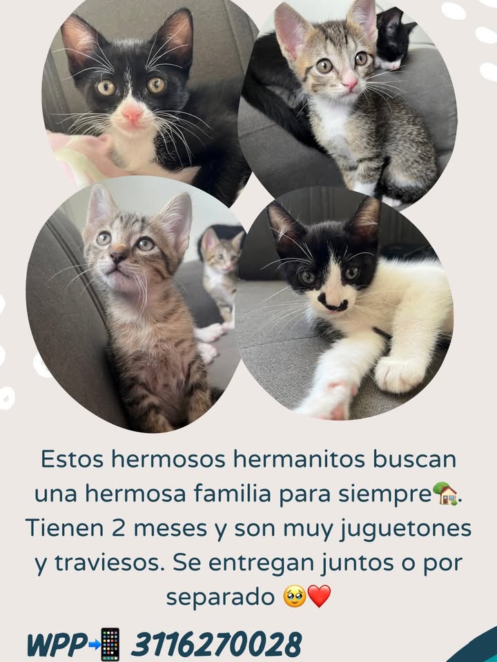 Adopción Gatitos Hermanitos en Pereira 