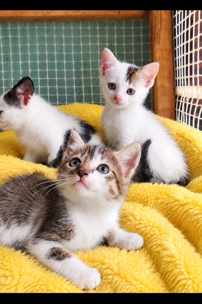 Gatitos en adopción en Neira, Caldas 