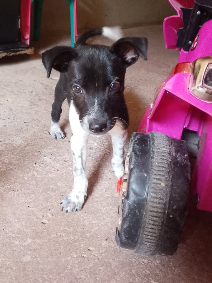 Adopción de cachorro juguetón en Pereira, Risaralda 