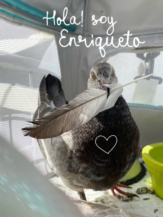 Adopción de Paloma Rescatada: Enriqueto Busca Hogar 