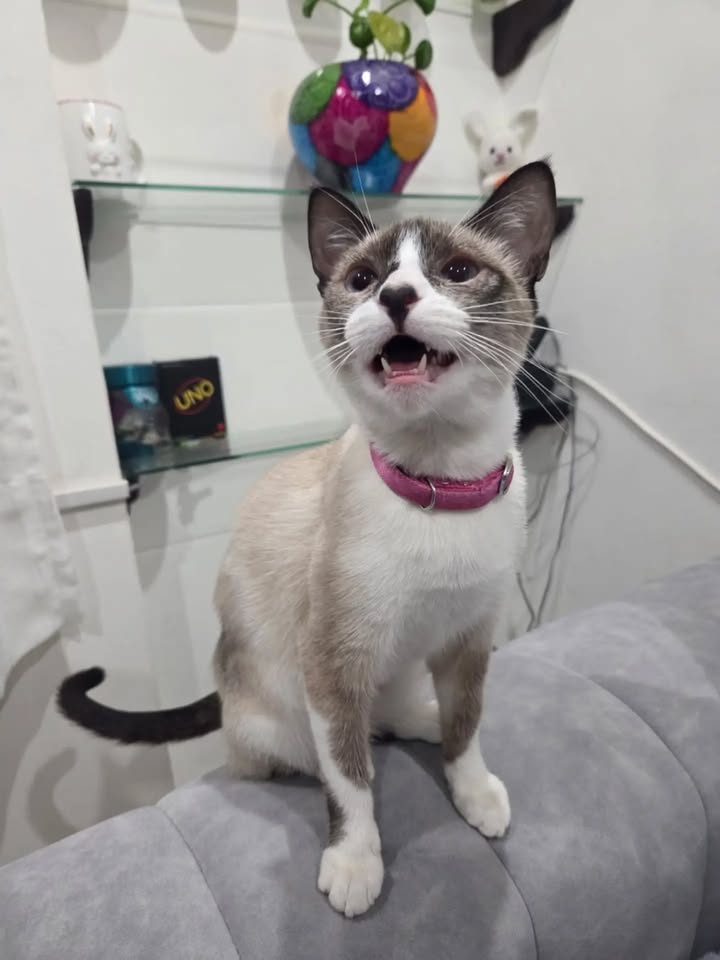 Gata en adopción: Cuba 
