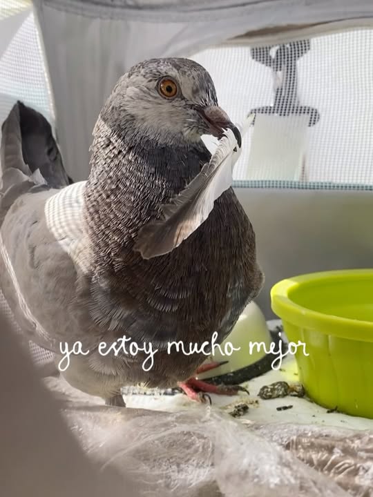 Adopción de Paloma Rescatada: Enriqueto Busca Hogar 