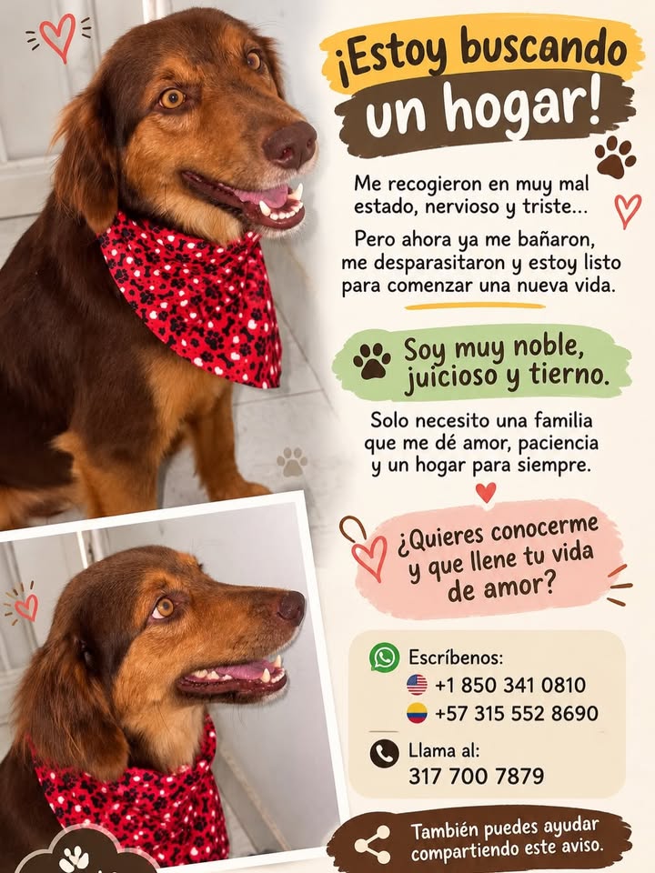 Adopción de perro en Pereira 