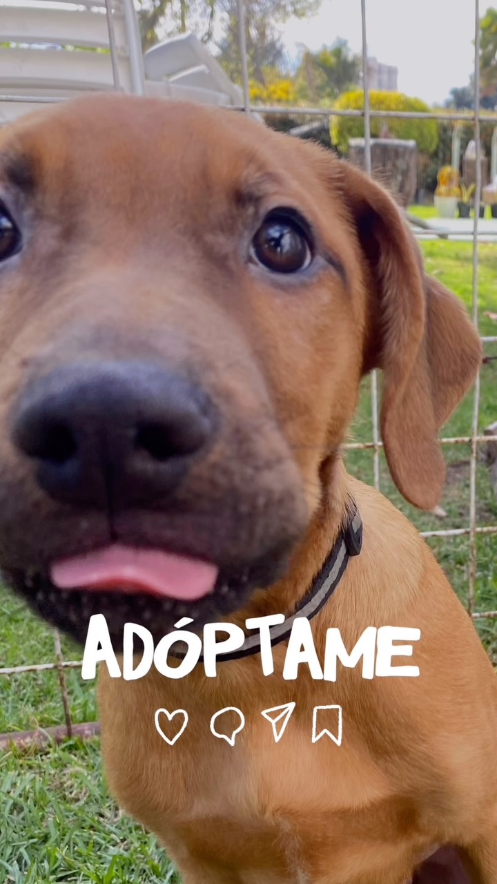 Adopta a Arbolito: perro mediano-grande en Bogotá 