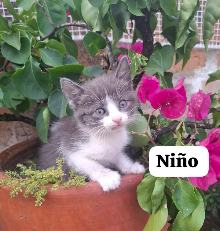 Gatitos en adopción responsable 