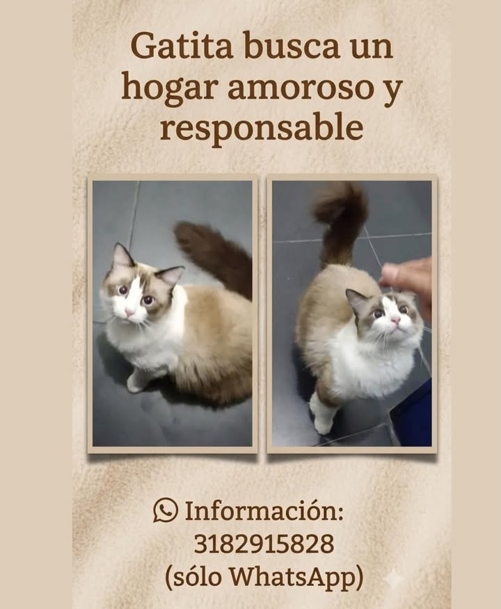 Adopción de Gata en Pereira, Risaralda 