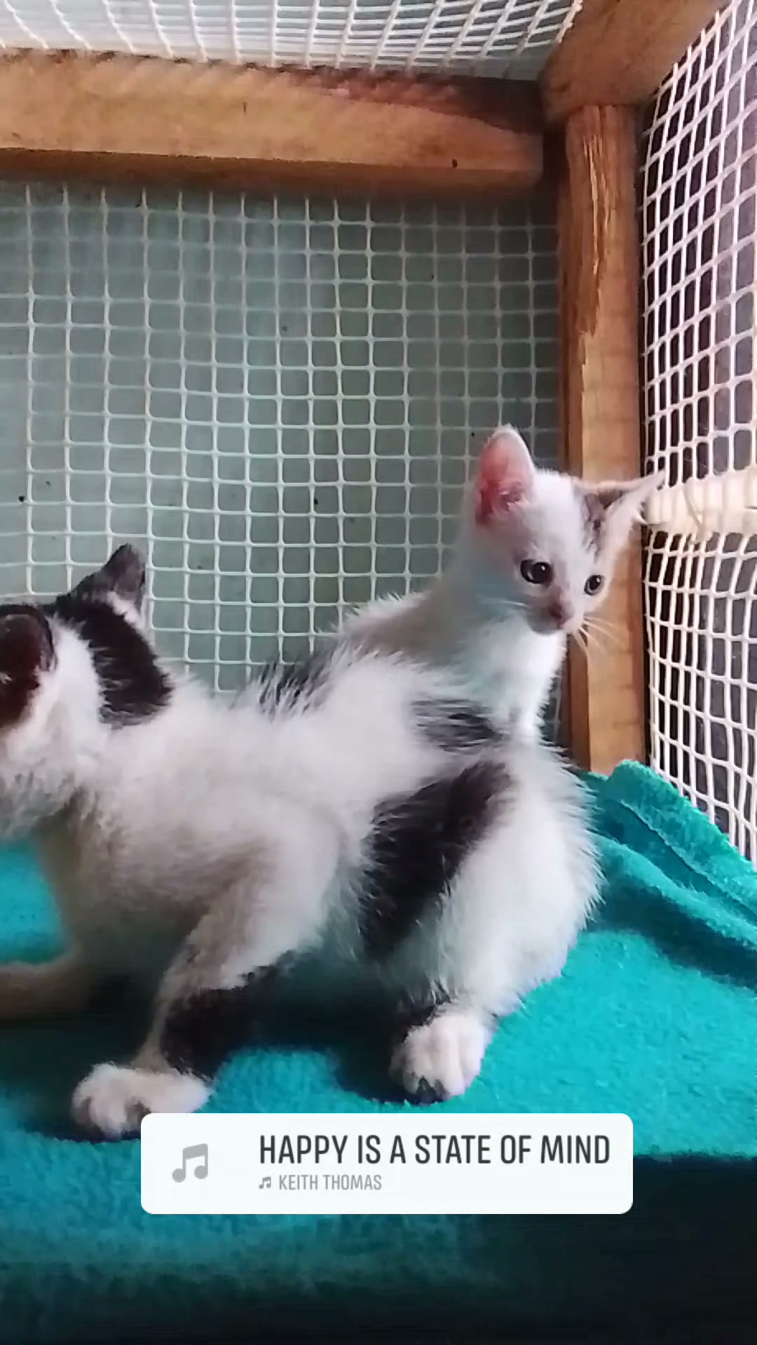Gatitos en adopción en Neira, Caldas 