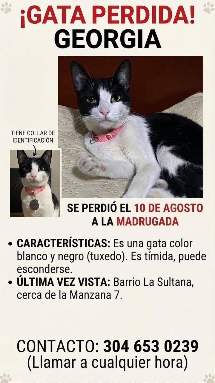 Gata Perdida Georgia en Pereira, Risaralda 