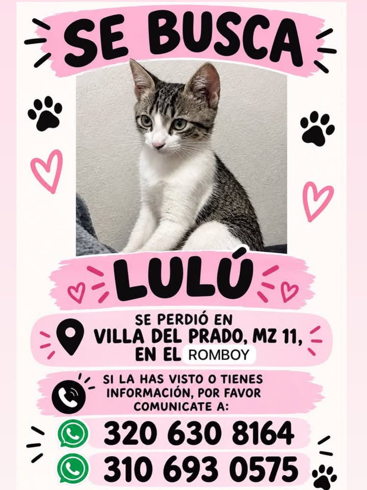 Gato Lulú se perdió en Villa del Prado, Mz 11, en El Rombo 