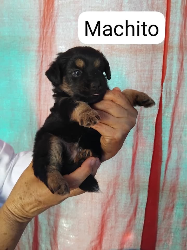 Perro cachorro busca hogar en Pereira 