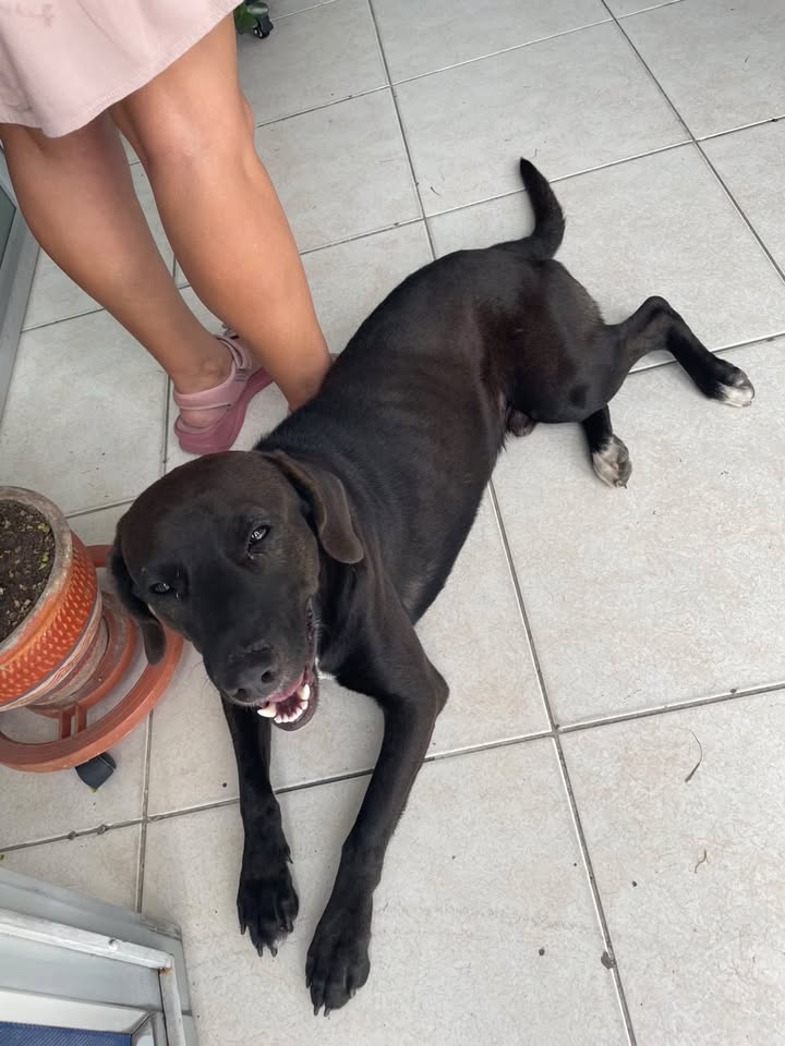 Perro en adopción en Pereira 