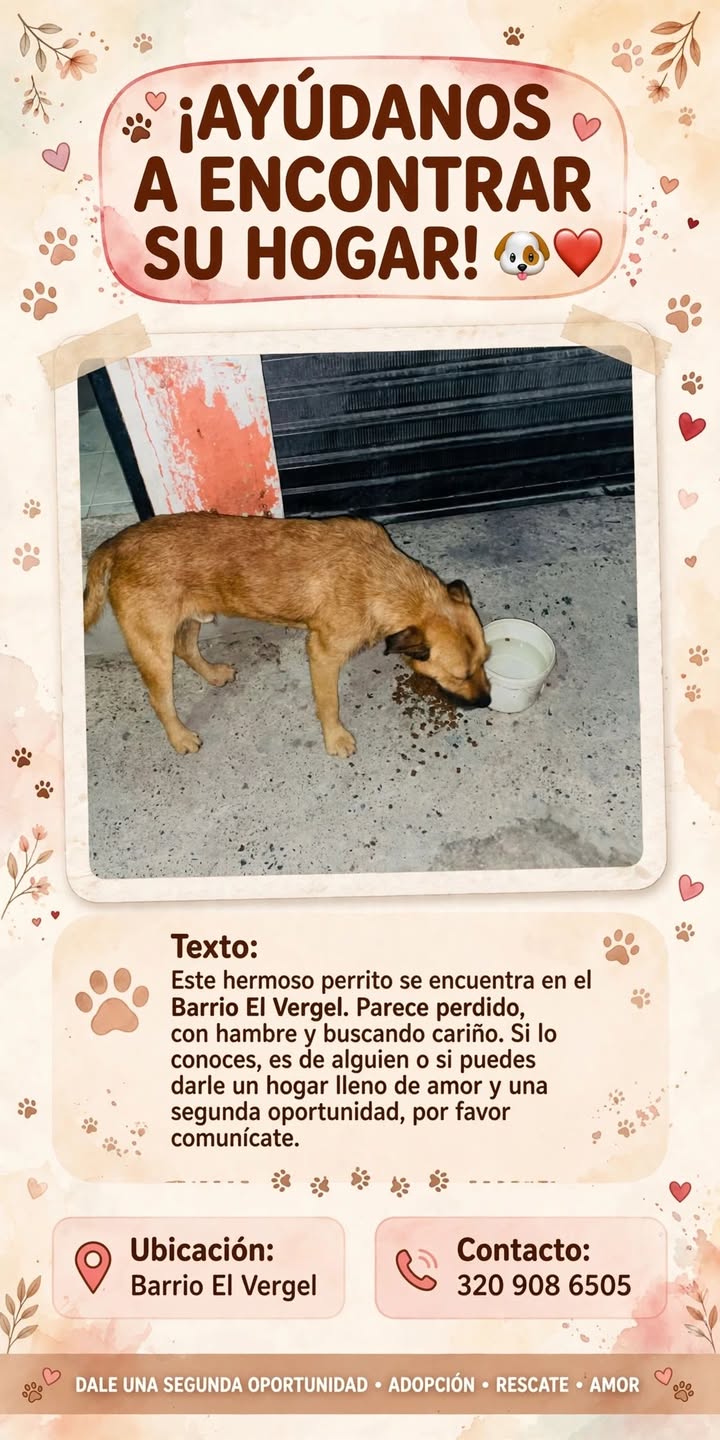 Perro perdido en Barrio El Vergel, Santa Rosa de Cabal 