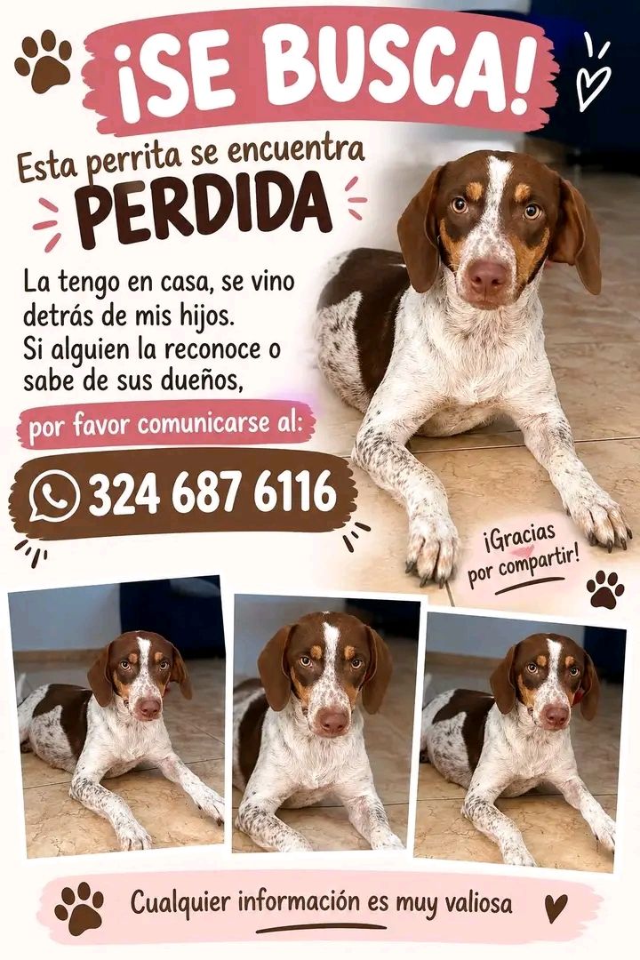 Perra perdida en Tuluá, Valle 