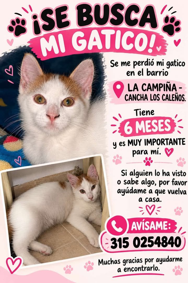 Michi, Gato Perdido en Tuluá 