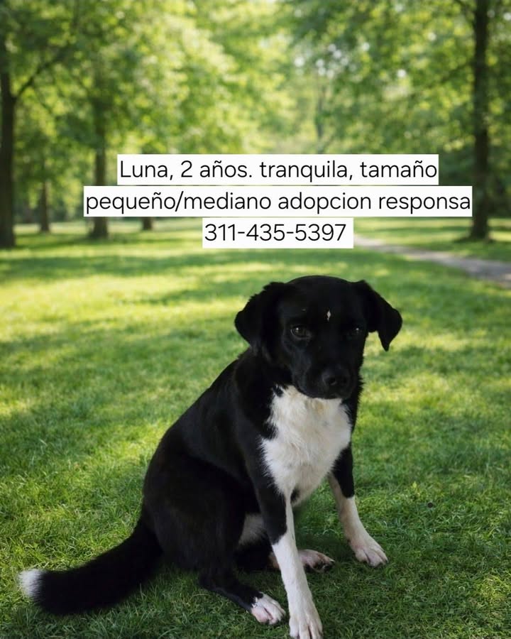 Matilda busca hogar 