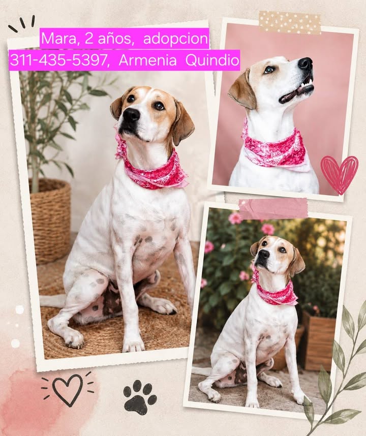 Matilda busca hogar 