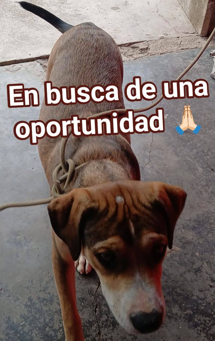 Perra en adopción responsable en Amagá, Antioquia 