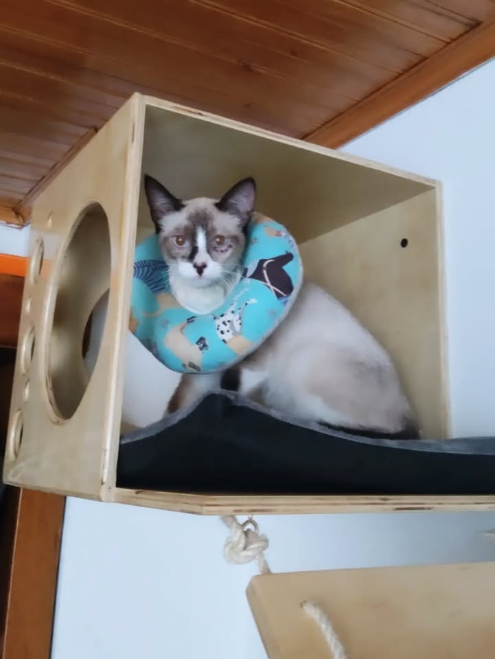 Gata en adopción: Cuba 