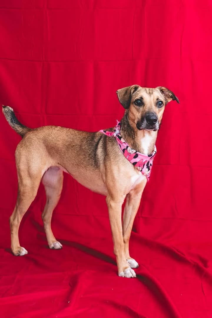 Matilda busca hogar 