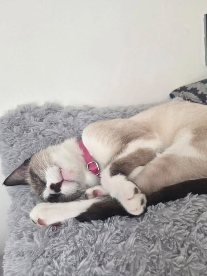 Gata en adopción: Cuba 