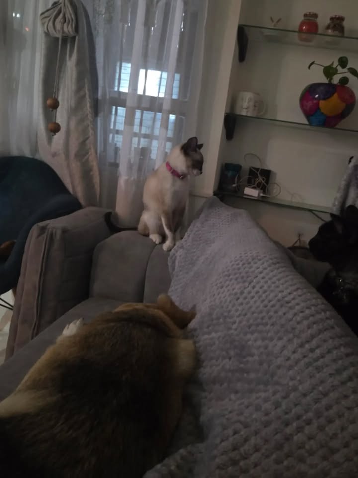 Gata en adopción: Cuba 