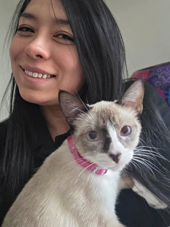 Gata en adopción: Cuba 