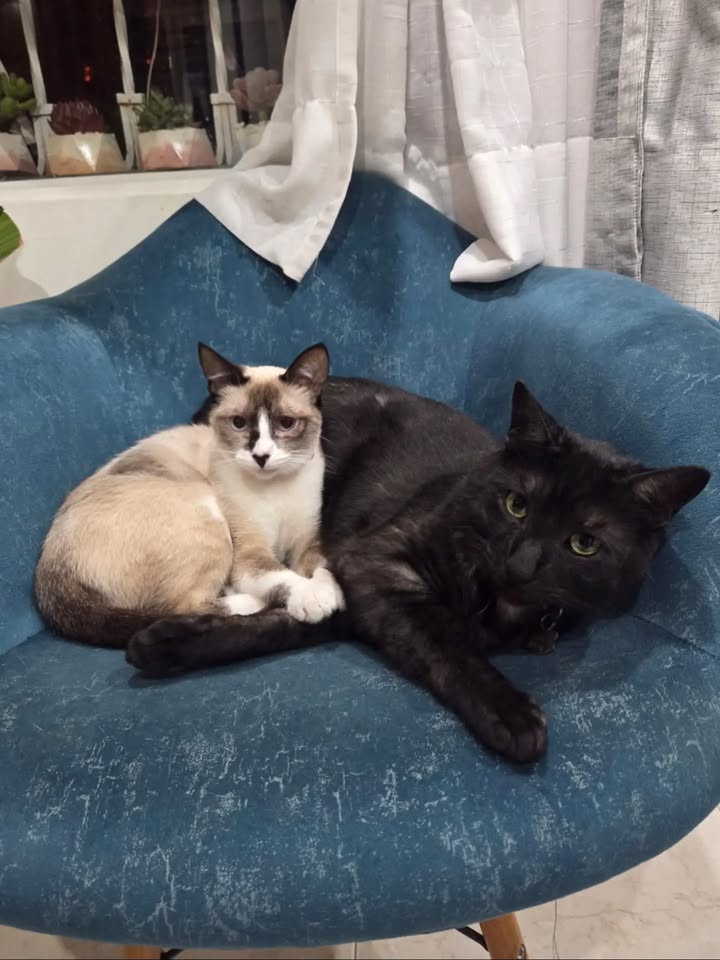 Gata en adopción: Cuba 