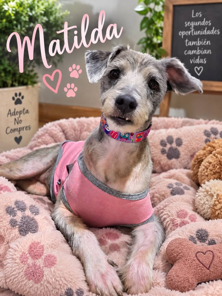 Matilda busca hogar 