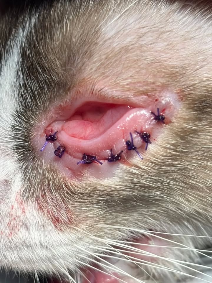 Gata en adopción: Cuba 