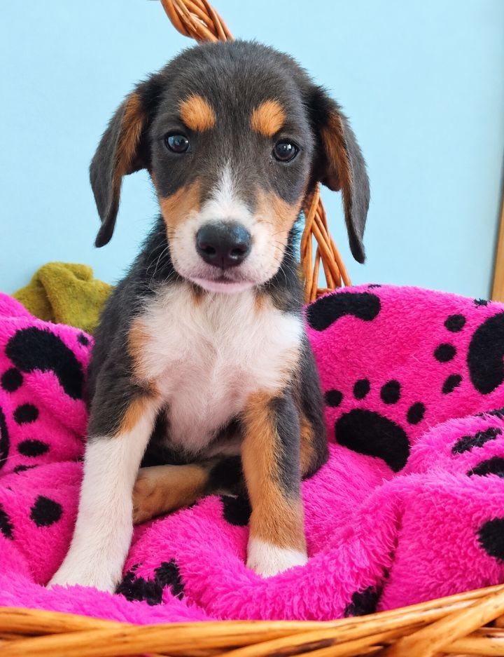 Cachorra tamaño mediano en adopción en Neira, Caldas 