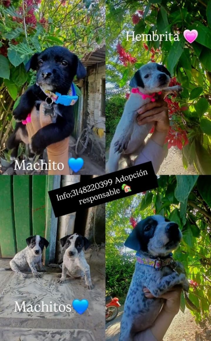 Cachorros Negrito, Manchados buscan hogar responsable en Tuluá 