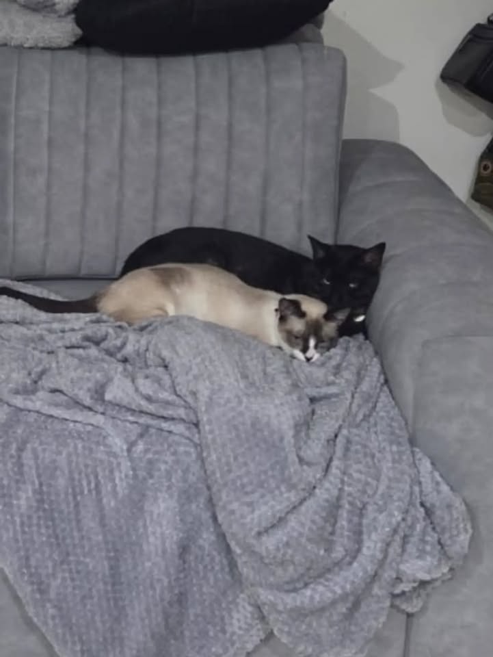 Gata en adopción: Cuba 