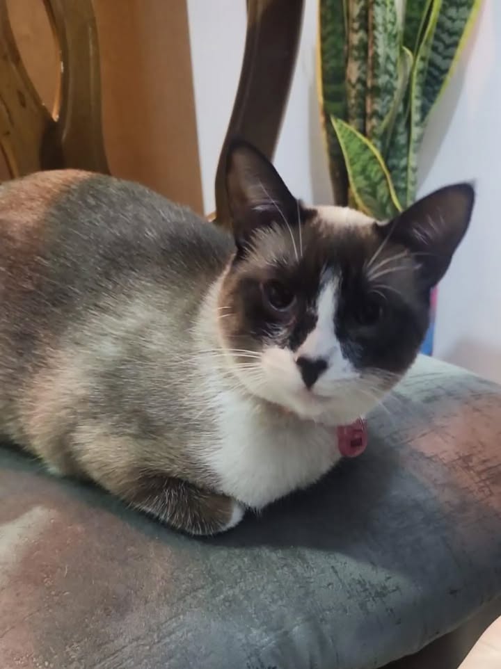 Gata en adopción: Cuba 