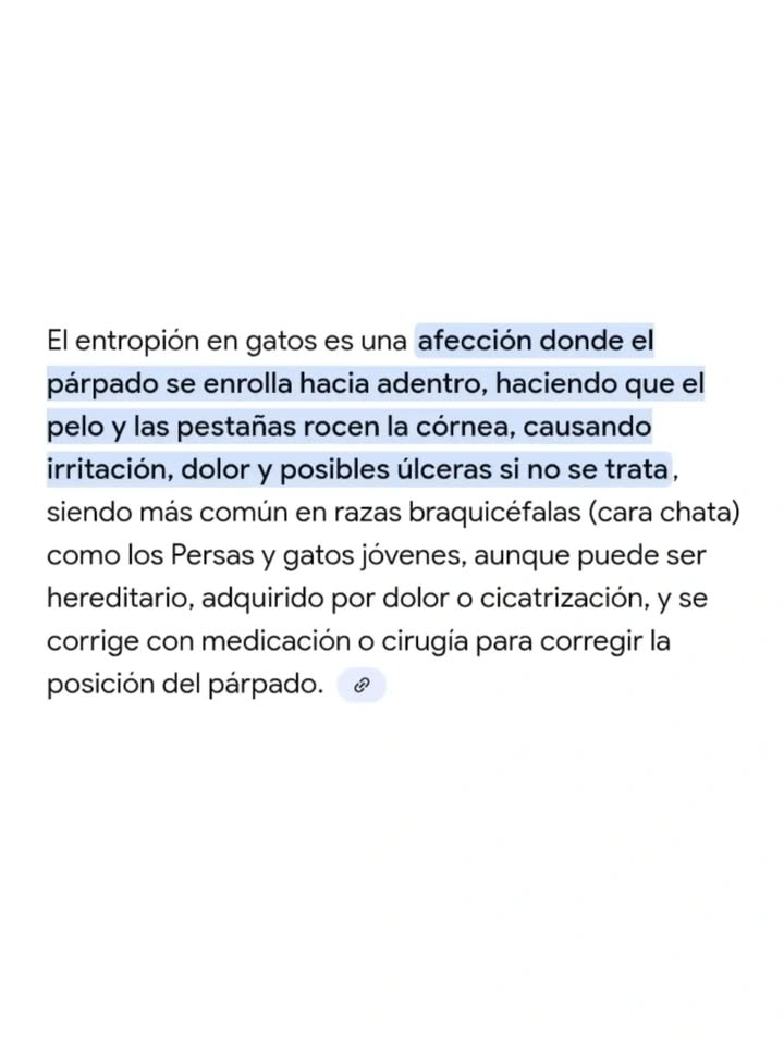 Gata en adopción: Cuba 