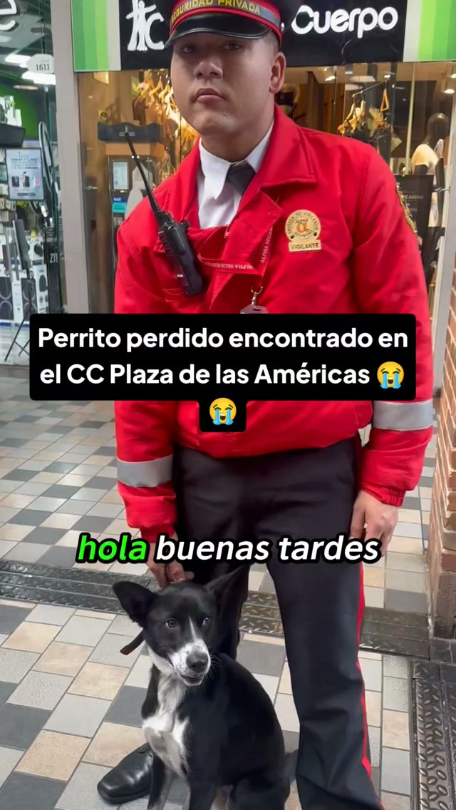 Perrito encontrado en CC Plaza de las Américas, Bogotá 