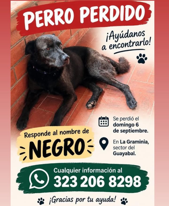 Perro perdido en Pereira 