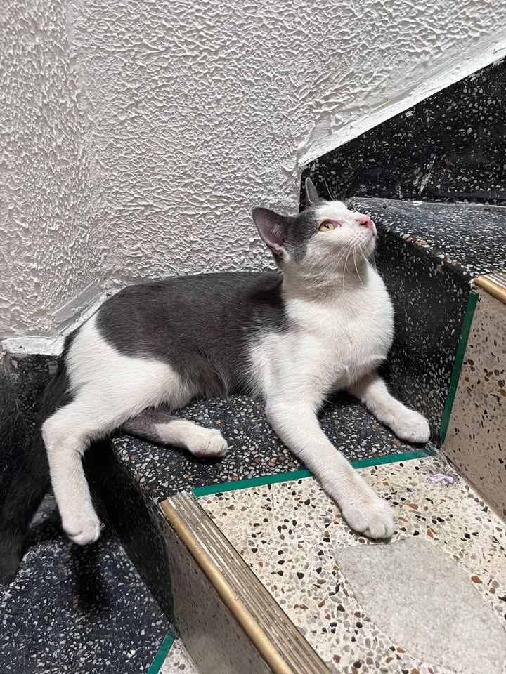 Gatito encontrado en Risaralda, Colombia 