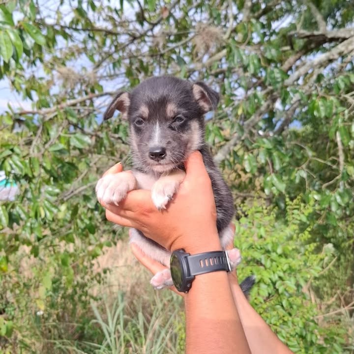 Adopta cachorros de 2 meses en Pereira, Risaralda 