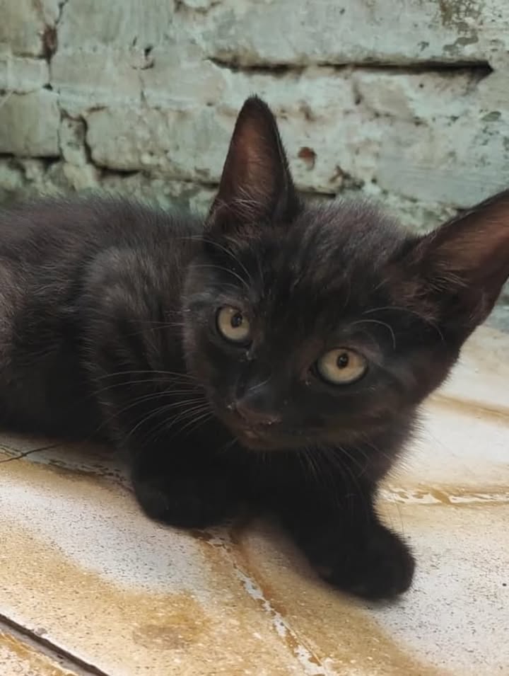 Gaticos en adopción en Pereira 