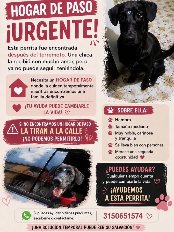 Perra en adopción temporal en Pereira 