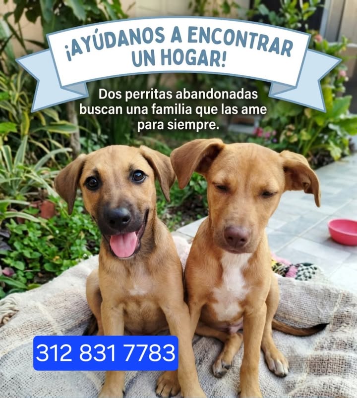 Dos perritas abandonadas buscan familia en Tuluá 