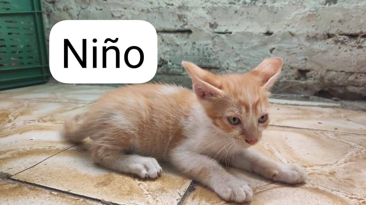 Gato en adopción busca hogar 