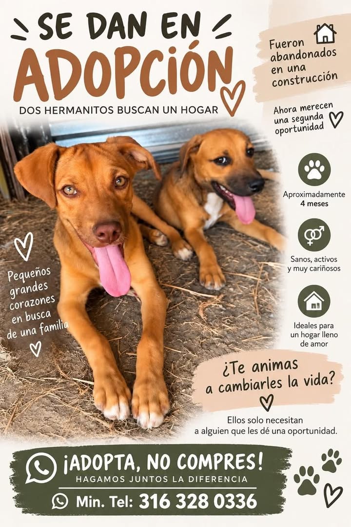 Adopta dos cachorros en Tuluá 